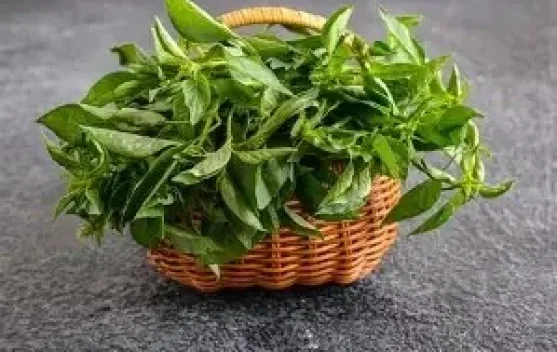 Manfaat Daun Kemangi bagi Kesehatan