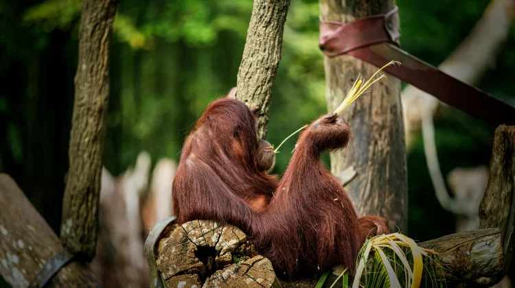 Kita Indonesia, Mahasiswa Ajak Bangga dengan Biodiversitas Indonesia