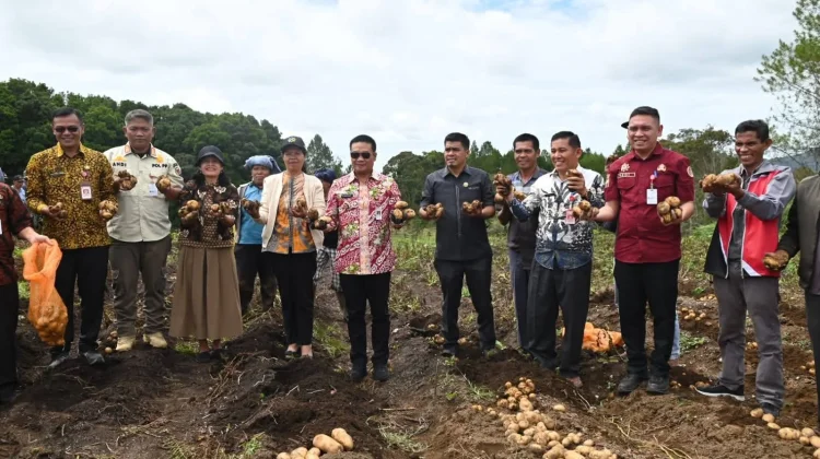 Bupati Humbahas Panen Kentang Bersama BUMDes Sipalakki Makmu