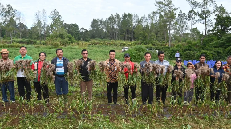 Bupati Humbahas Panen Bawang Putih di Lintongnihuta, Hasil Memuaskan