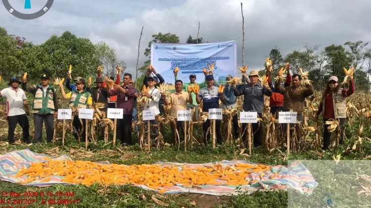 Gerakan Pengendalian Inflasi, Bupati Humbahas Panen Jagung di Paranginan