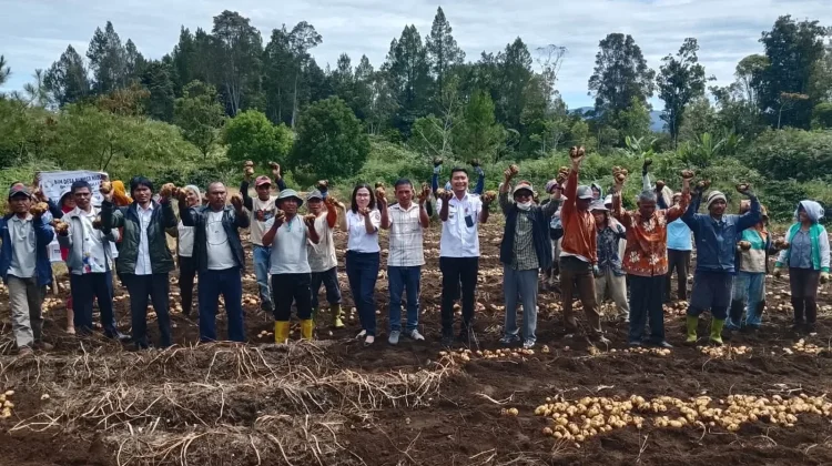 Hasil Panen Kentang BUMDes Sumber Nauli di Pollung Memuaskan
