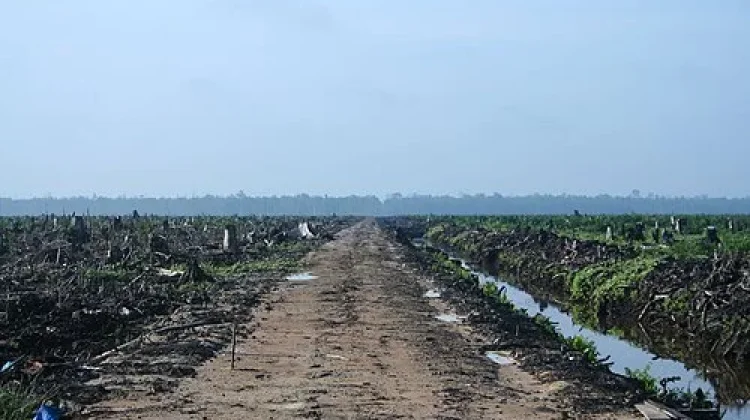 Deforestasi Ancam Lingkungan dan Kehidupan Masyarakat