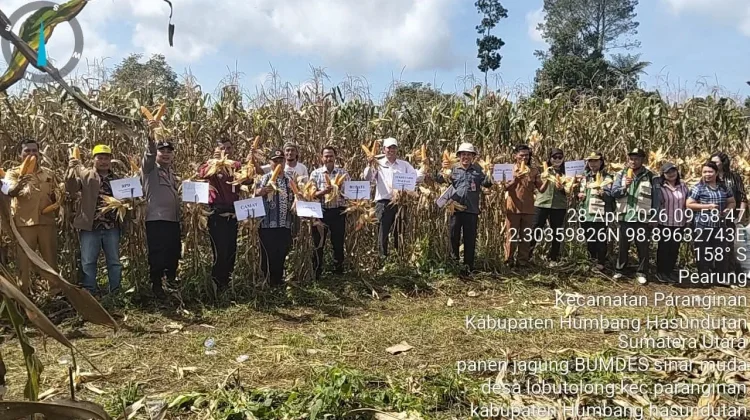 Bupati Humbahas Bersama BUMDes “Sinar Muda” Panen Jagung di Paranginan