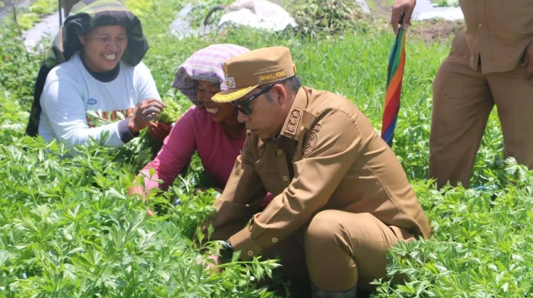 Bupati Taput Panen Daun Seledri dan Sayuran