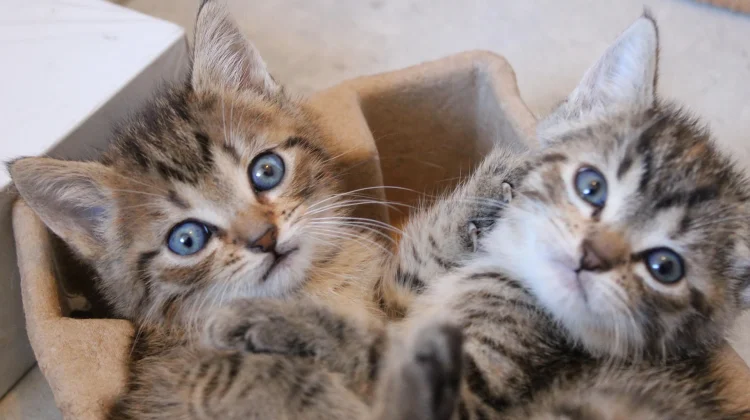 Cute Aggression, Reaksi Unik Otak Manusia