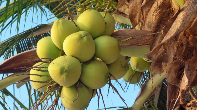 Potensi Kelapa di Tapteng Masih Belum Terkelola