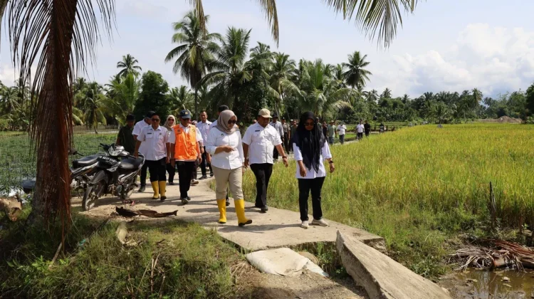 Wabup Madina Tinjau Perbaikan Sawah Terdampak Banjir