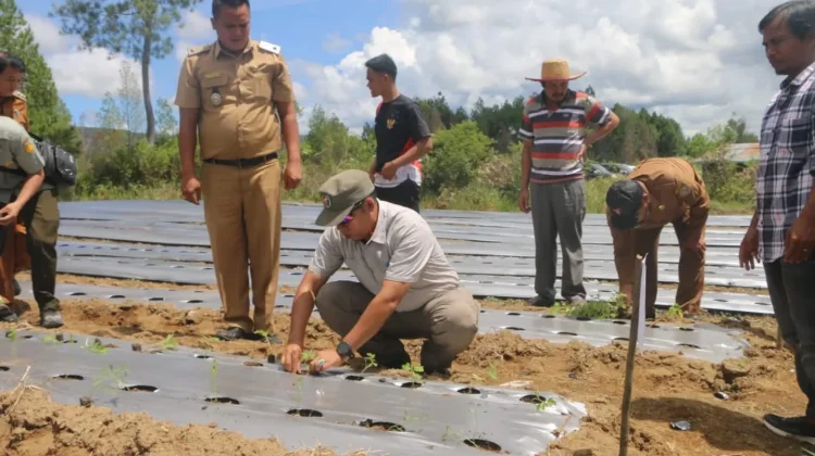 Bupati JTP Hadiri Tanam serentak tomat dan cabai
