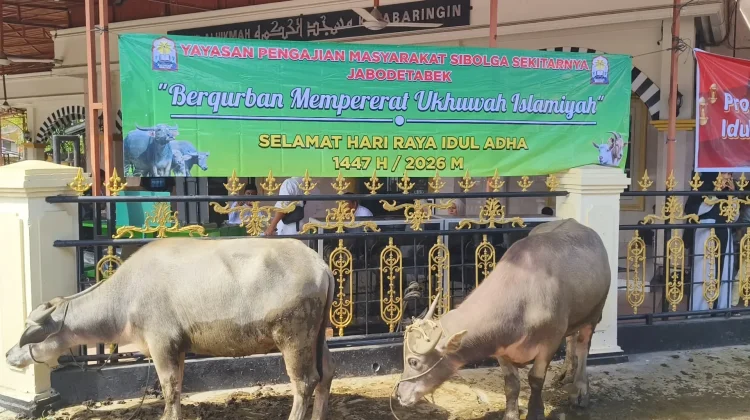 YPMSS Berkurban Belasan Ekor Kerbau di Sibolga-Tapteng