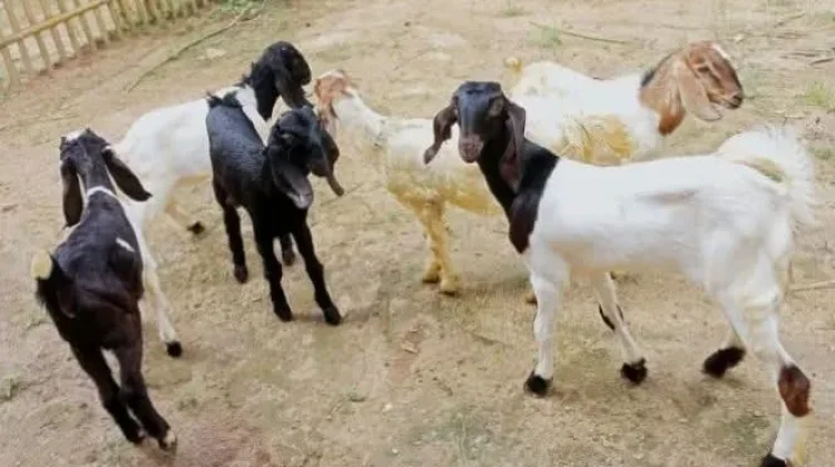 Hewan Kurban Tak Harus Jantan, Ini Penjelasannya