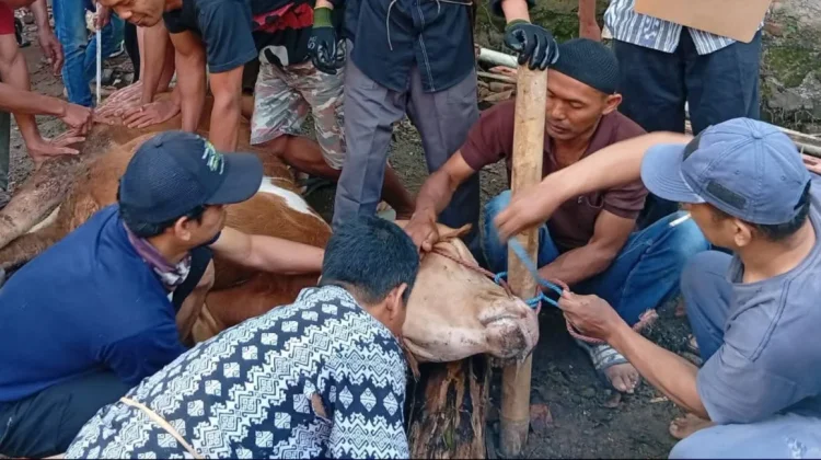 Ketahui Batas Waktu Penyembelihan Hewan Kurban