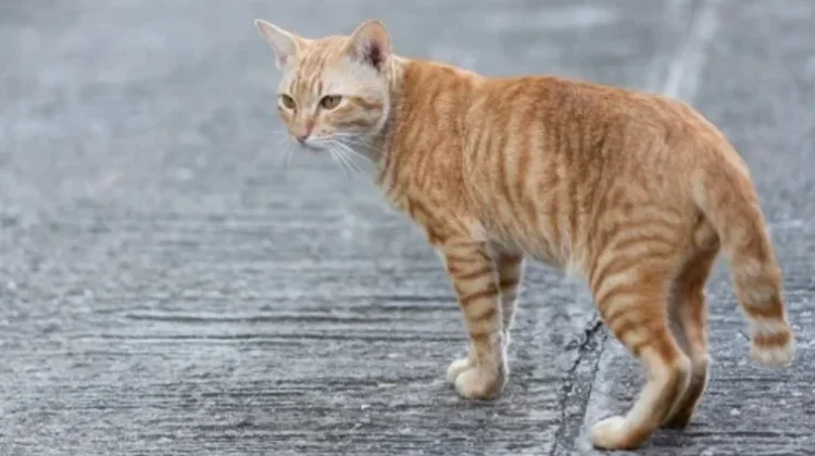 Ini Cara Simpel Usir Kucing Liar tanpa Kekerasan
