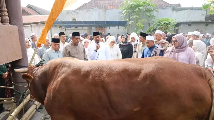 Pemkab Madina Sembelih Sapi Kurban Bantuan Presiden