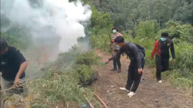 Polres Madina Musnahkan Tiga Hektare Ladang Ganja