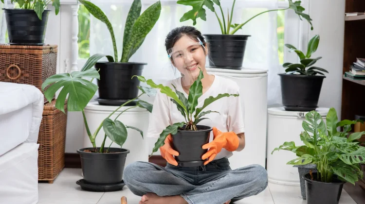 Hobi Tanaman Hias Menjadi Cuan