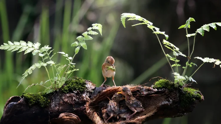 Tantangan Rewilding dalam Pemulihan Habitat Alami
