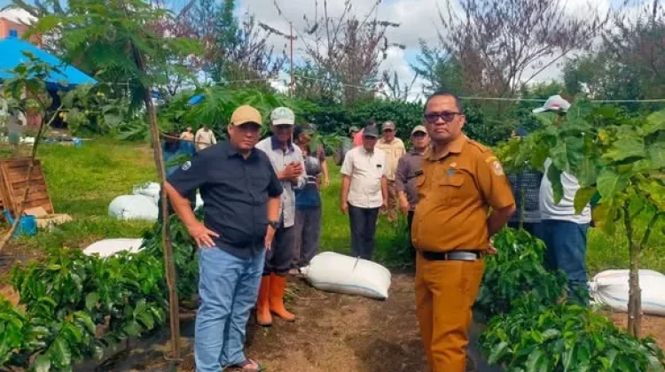 Kementan Dorong Taput Jadi Patron Kopi Arabika Nasional