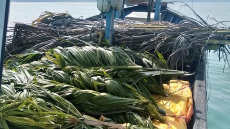 Memanfaatkan Rumpon agar Biota Laut Tetap Lestari