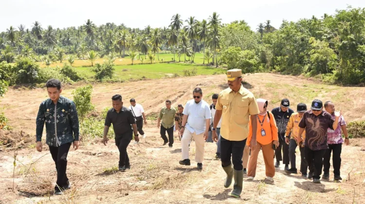 Pemkab Madina Kembangkan Pilot Project Pisang Kepok Bebas Layu Fusarium