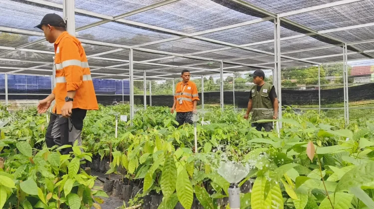 PTAR Kembangkan Program Martabe Cocoa di Tapsel