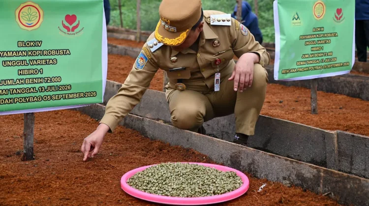 Komoditi Kopi Merupakan Andalan dan Sumber Pendapatan Petani Humbahas