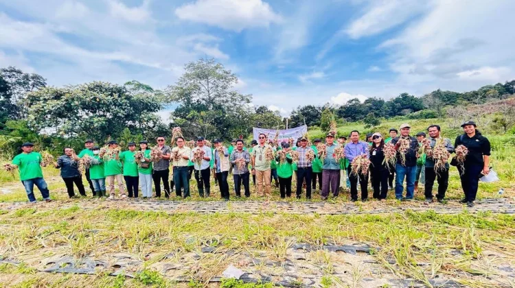 Panen Bawang Merah, Bupati Humbahas Apresiasi Dukungan Pemprov Sumut bagi Petani