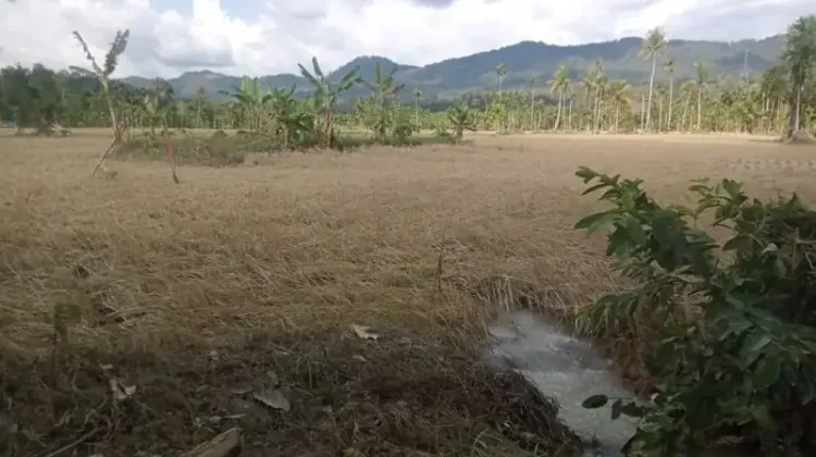 Kementan Gelontorkan Bantuan Pengolahan Lahan untuk Koptan di Taput