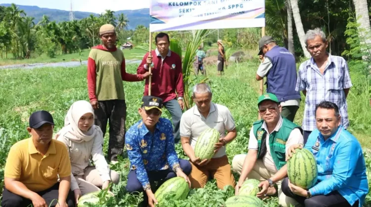 Bupati Tapsel Panen Perdana Semangka di Muaratais