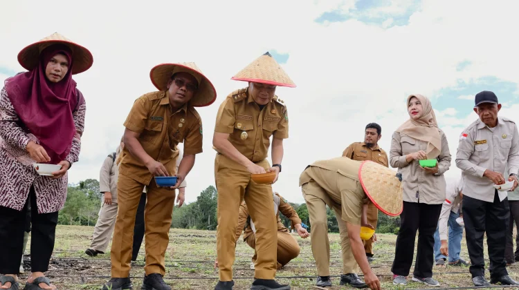Pemkab Tapanuli Selatan Tanam Perdana Jagung di Arse, Perkuat Gerakan 10.000 Hektar