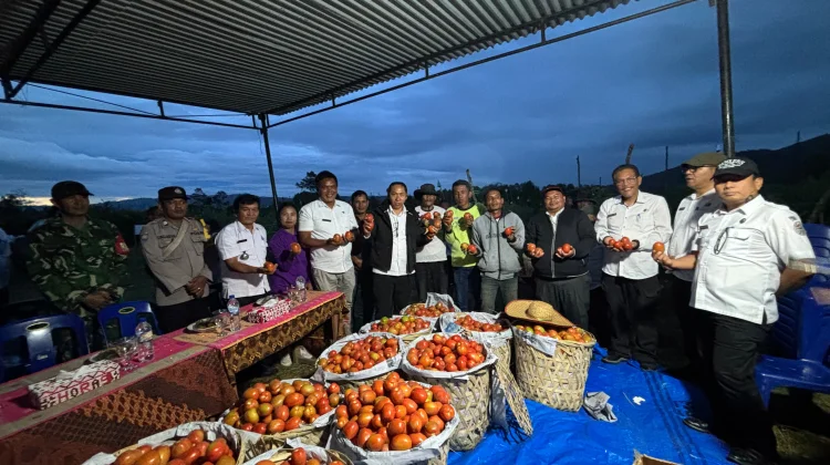 Panen Perdana 40 Ton Tomat, BUMDes Sisordak Jadi Inspirasi Desa