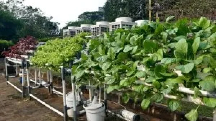 Meningkatkan Ketahanan Pangan Keluarga dengan Hidroponik