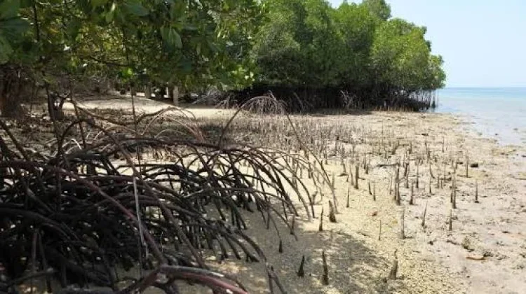 Menikmati Wisata Alam Lewat Hutan Mangrove