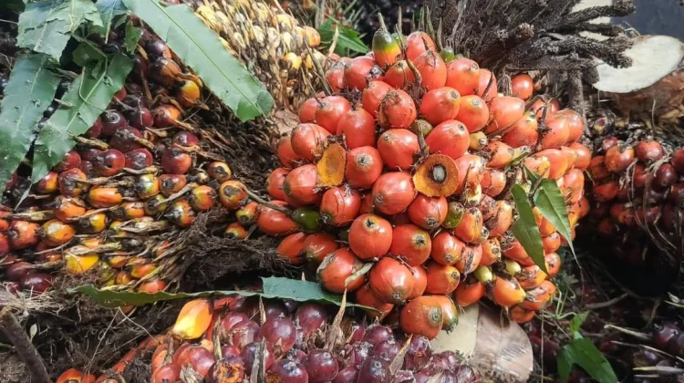 Harga TBS di Tapteng Rp 2.870/kg
