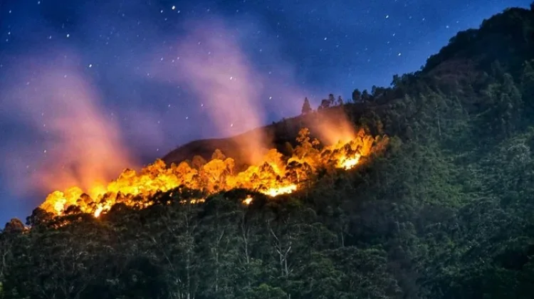 Kemarau Panjang, Waspada Kebakaran Hutan dan Lahan