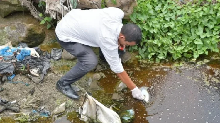 Pemko Padangsidimpuan Investigasi Kematian Ikan di Sungai Batang Ayumi