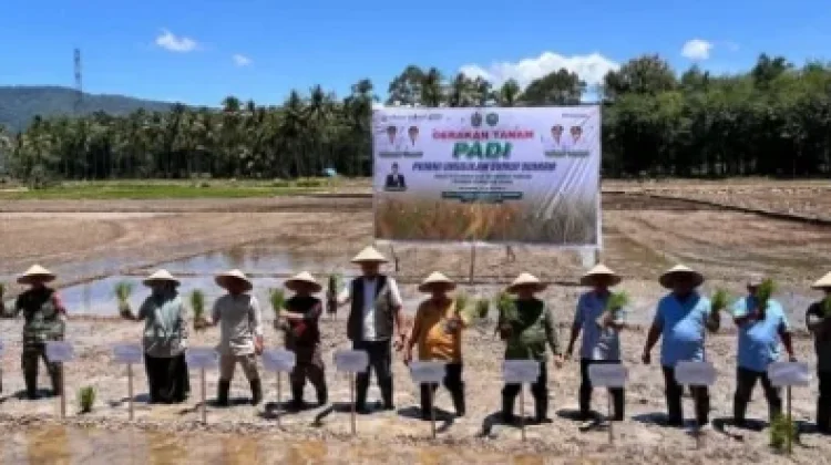 Pemkot Padangsidimpuan Gelar Tanam Padi, Pacu Swasembada Pangan Daerah