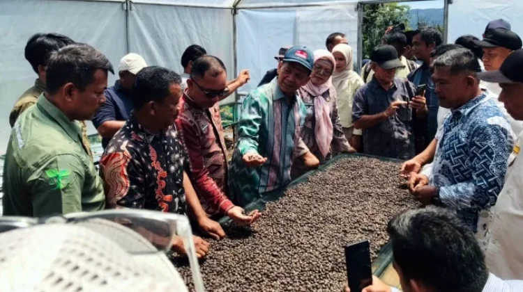 Kopi Organik Tapsel Tembus Pasar Singapura, Terapkan Prinsip Konservasi Hutan