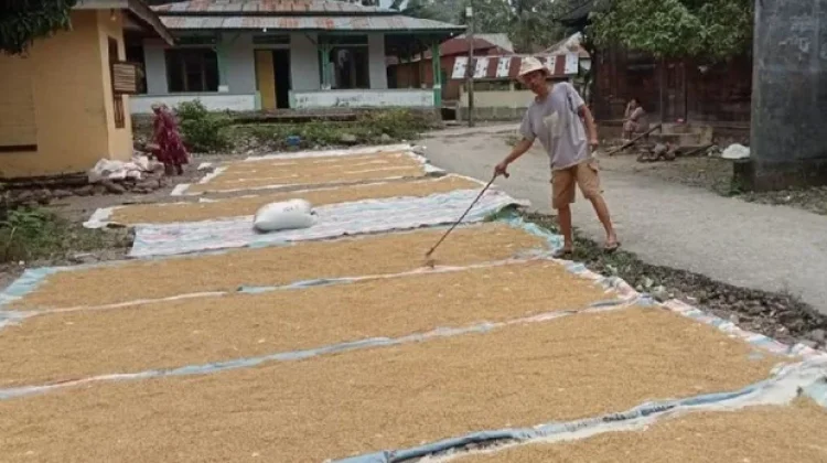 Harga Gabah Kering Petani di Ulu Barumun Palas Naik Jadi Rp8.000 per Kg