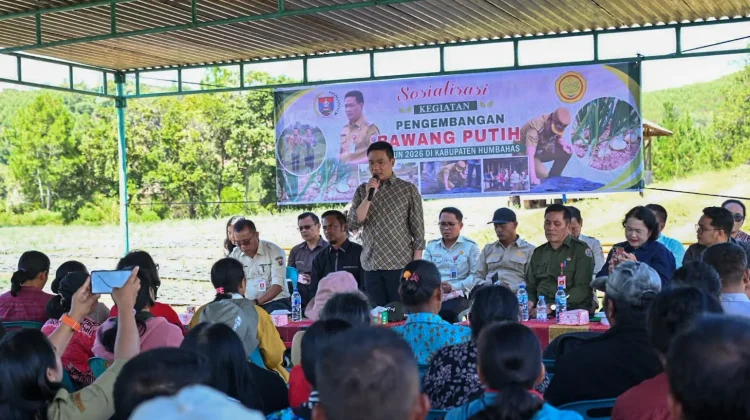 Petani Humbahas Diminta Serius Kembangkan Budidaya Bawang Putih