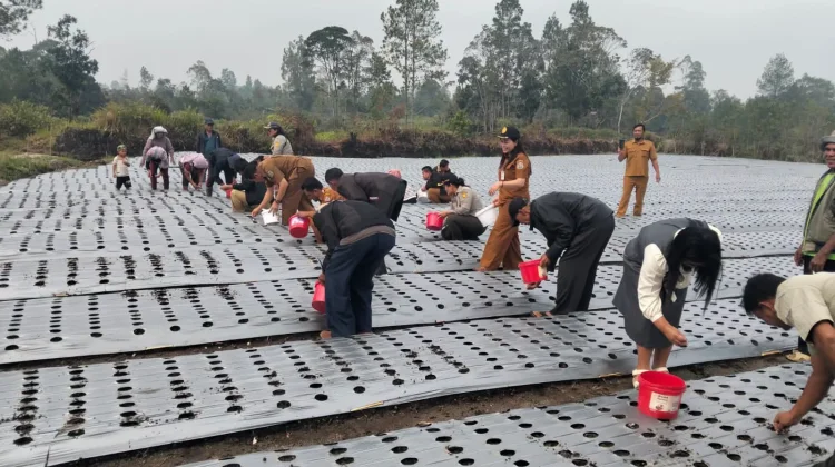 Pemerintah Humbahas Bersama Kelompok Tani “Rap Manarihon” Tanam Bawang Putih