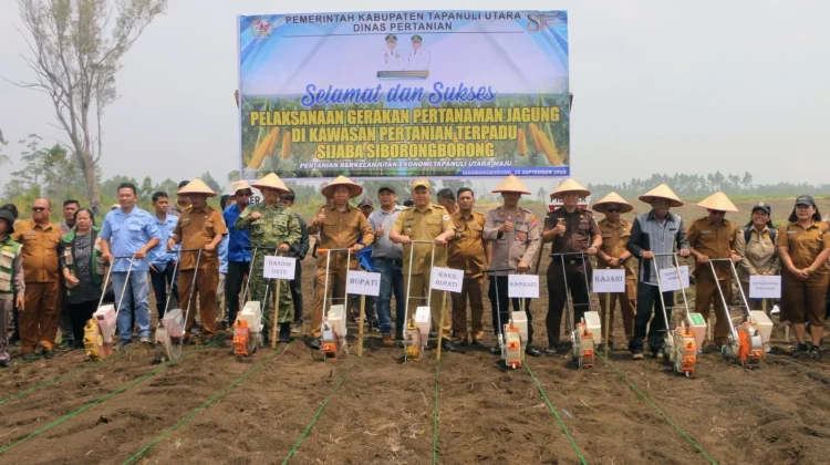 Dorong Pertanian Berkelanjutan, Pemkab Taput Tanam Jagung di Kawasan Sijaba