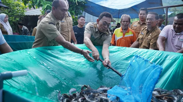 Pokdakan Panindoan Tapsel Panen 450 Kilogram Ikan Lele