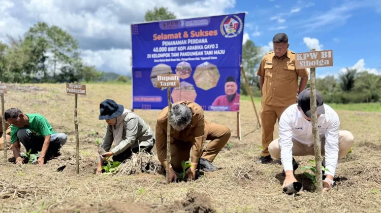 Wabup Taput Apresiasi Tanam Perdana 40 Ribu Bibit Kopi Arabika Pangaribuan