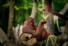 Kita Indonesia, Mahasiswa Ajak Bangga dengan Biodiversitas Indonesia