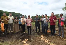 Bupati Humbahas Panen Kentang Bersama BUMDes Sipalakki Makmu