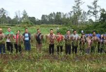 Bupati Humbahas Panen Bawang Putih di Lintongnihuta, Hasil Memuaskan