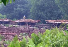 Musim Kering Tingkatkan Risiko Kebakaran, Kesadaran Warga Dibutuhkan