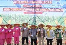 Pemkab Madina Dukung Tanam Jagung Serentak Demi Swasembada