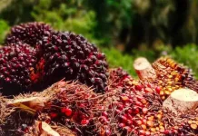 Harga TBS di Tapteng Rp 2.970/Kg